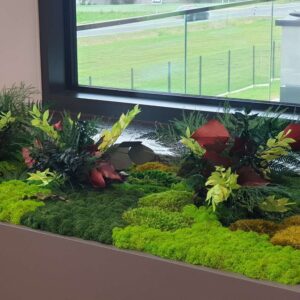 mech chrobotek zabudowa z mchów