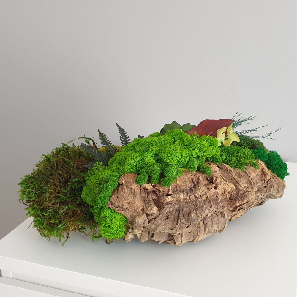 chrobotek na stół w naturalnej donicy