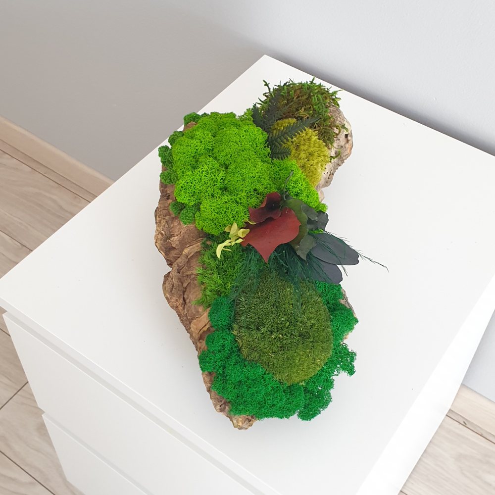 chrobotek w korze dębu